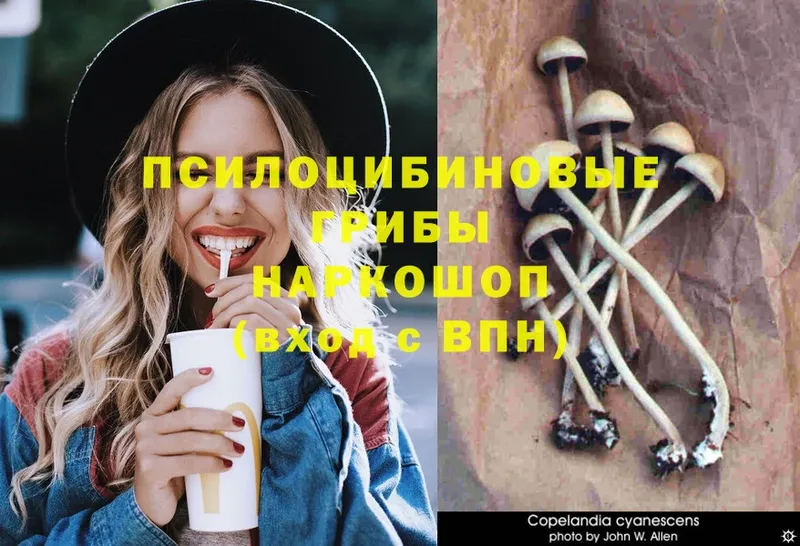 Псилоцибиновые грибы MAGIC MUSHROOMS  ссылка на мегу как войти  Вологда 